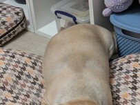 Пёс, спасённый от грохота взрывов, нашёл приют в воронежском кафе на Ленина